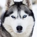 Huskington